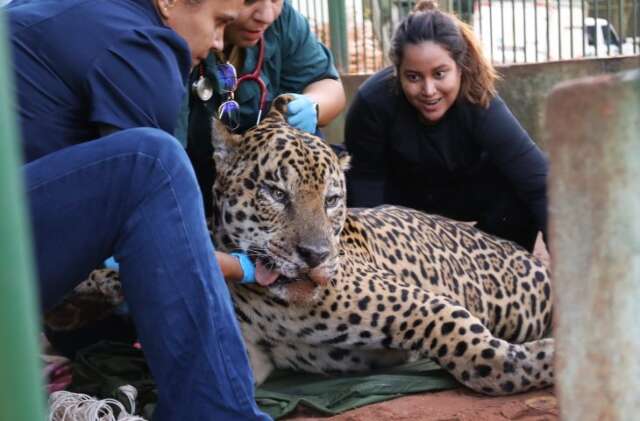 On&ccedil;a que matou caseiro no Pantanal se recupera e &eacute; transferida para SP