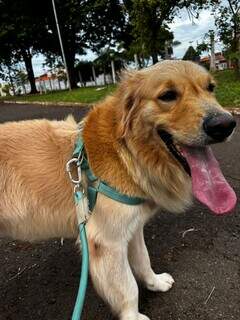 Veterin&aacute;rio alerta: falta de passeios pode deixar seu c&atilde;o doente