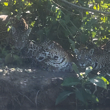 A 2 metros de dist&acirc;ncia, pescaria rende encontro com on&ccedil;as no Pantanal