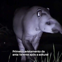 Dando farejadas curiosas, Valente &eacute; visto pela 1&ordf; ap&oacute;s retorno &agrave; natureza