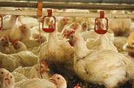 China suspende compra de frango no Brasil e "bloqueio" preocupa MS