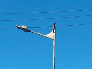 Urutau “fora do lugar” chama atenção ao pousar em poste no Centro Urutau “fora do lugar” chama atenção ao pousar em poste no Centro