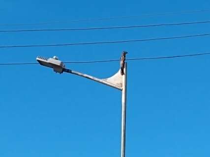 Urutau &ldquo;fora do lugar&rdquo; chama aten&ccedil;&atilde;o ao pousar em poste no Centro
