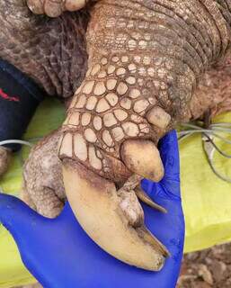 H&aacute; 2 meses, tatu-canastra se &quot;esconde&quot; em &aacute;rea florestal de f&aacute;brica de celulose 