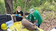 Há 2 meses, tatu-canastra se "esconde" em área florestal de fábrica de celulose 