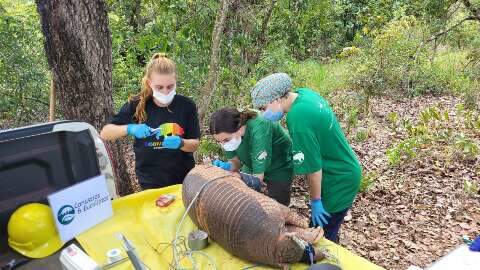 H&aacute; 2 meses, tatu-canastra se &quot;esconde&quot; em &aacute;rea florestal de f&aacute;brica de celulose 