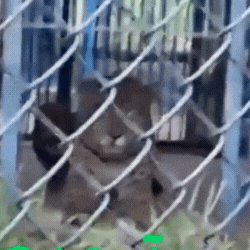 On&ccedil;a que atacou caseiro ganha nome ao chegar em novo lar