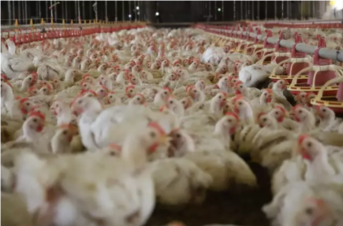 Famasul v&ecirc; impacto &ldquo;pontual&rdquo; e destaca que MS exporta frango para mais pa&iacute;ses