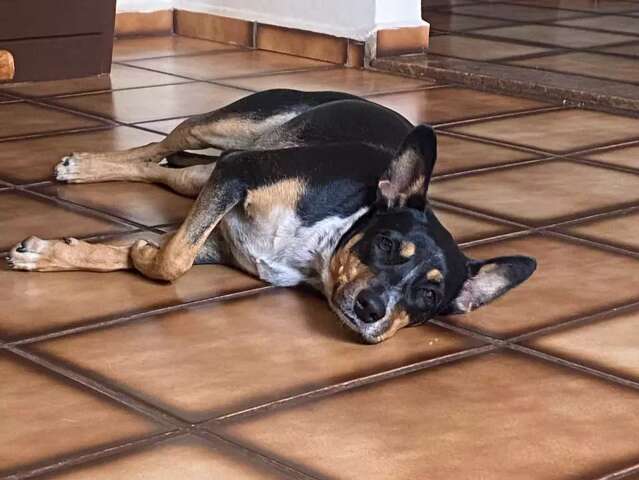 Com nome de deusa, Gaia sumiu h&aacute; 6 dias ao escapar pela garagem
