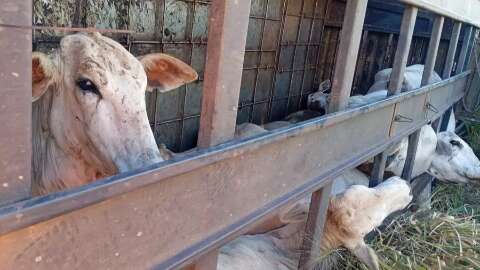 Carreta com carga de bovinos sai da pista e tomba &agrave;s margens da BR-267