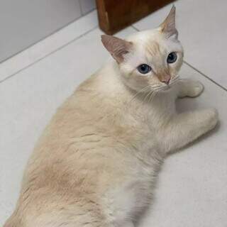 Dona de Floquinho oferece mil reais de recompensa por gato desaparecido Dona de Floquinho oferece mil reais de recompensa por gato desaparecido