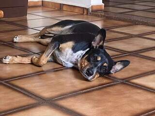 Cachorra Gaia &eacute; encontrada ap&oacute;s uma semana desaparecida na Capital