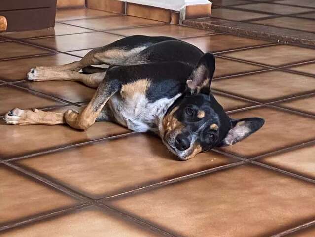 Cachorra Gaia &eacute; encontrada ap&oacute;s uma semana desaparecida na Capital
