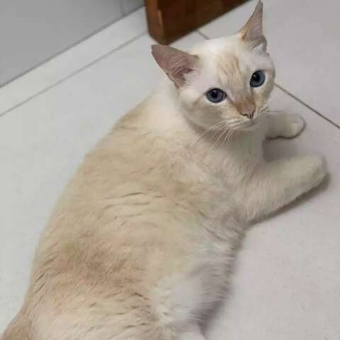 Dona de Floquinho oferece mil reais de recompensa por gato desaparecido