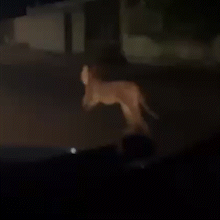 On&ccedil;a-parda &eacute; flagrada correndo em bairro populoso de Parana&iacute;ba