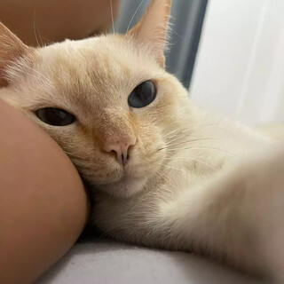 Dona de Floquinho oferece mil reais de recompensa por gato desaparecido