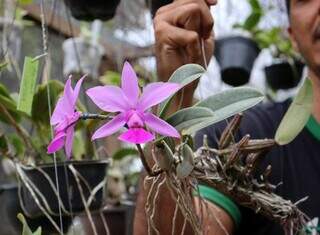 Amor por plantas virou orquid&aacute;rio com 400 esp&eacute;cies na casa de Rheury
