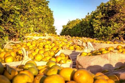 Estado libera at&eacute; R$ 20 milh&otilde;es por produtor para cultivo de laranja e lim&atilde;o