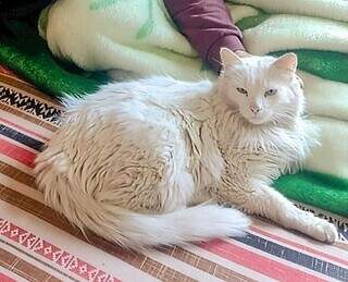 Ap&oacute;s ataque de cachorro, gato amputado desaparece no Coophasul