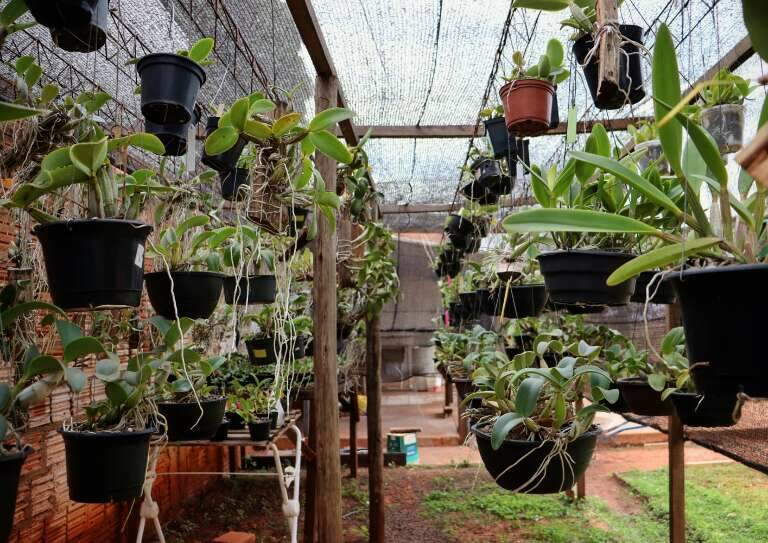 Campo Grande News