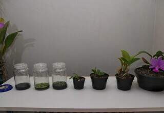 Amor por plantas virou orquid&aacute;rio com 400 esp&eacute;cies na casa de Rheury