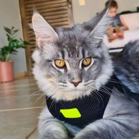 Gato gigante, Zeus &eacute; procurado ap&oacute;s sair de casa pela primeira vez na vida