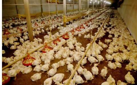 Brasil pede &agrave; China revis&atilde;o de embargo ao frango e san&ccedil;&atilde;o apenas ao RS