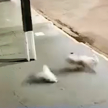 Ap&oacute;s ataque de cachorro, gato amputado desaparece no Coophasul