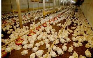 Brasil pede &agrave; China revis&atilde;o de embargo ao frango e san&ccedil;&atilde;o apenas ao RS