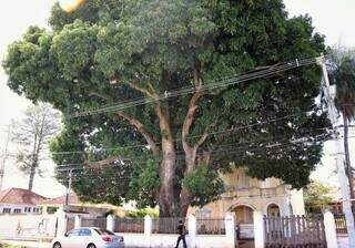 H&aacute; 14 anos, Vera conta lenda da coruja em &aacute;rvore de casa hist&oacute;rica