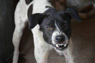 Não bastassem os humanos, até os pets precisam de cuidado emocional