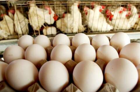 Voc&ecirc; deixou de consumir frango ou ovo com temor da gripe avi&aacute;ria?