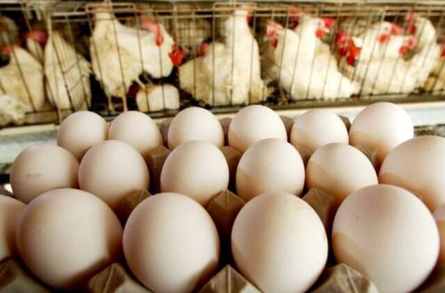 Voc&ecirc; deixou de consumir frango ou ovo com temor da gripe avi&aacute;ria?