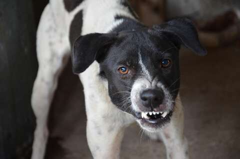 N&atilde;o bastassem os humanos, at&eacute; os pets precisam de cuidado emocional