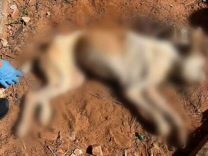 &ldquo;Tudo isso por causa de um cachorro?&rdquo;, diz tutor ao ser preso por maus-tratos