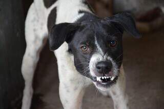 N&atilde;o bastassem os humanos, at&eacute; os pets precisam de cuidado emocional