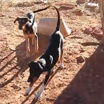 Sem identifica&ccedil;&atilde;o, cachorras esperam por novo lar em terreno da Capital