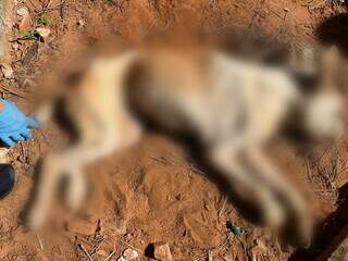 &ldquo;Tudo isso por causa de um cachorro?&rdquo;, diz tutor ao ser preso por maus-tratos