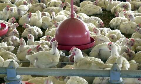 Consumo de frango e ovo segue normal para 93% dos leitores