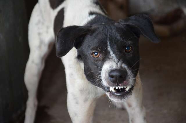 N&atilde;o bastassem os humanos, at&eacute; os pets precisam de cuidado emocional