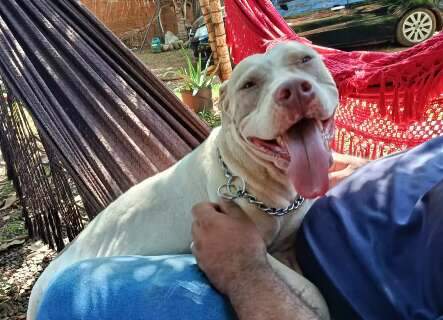 Amiga ajuda fam&iacute;lia a encontrar pitbull que estava em casa de vizinha
