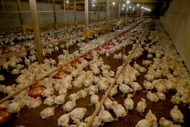 Gripe avi&aacute;ria: comer ovos e carne de frango &eacute; seguro, refor&ccedil;a conselho de MS
