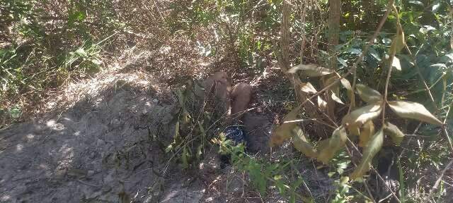Casal encontra corpo de rapaz enterrado de cabe&ccedil;a para baixo em mata