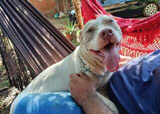 Amiga ajuda fam&iacute;lia a encontrar pitbull que estava em casa de vizinha