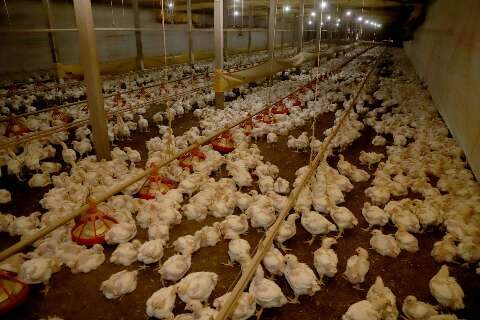 Gripe avi&aacute;ria: comer ovos e carne de frango &eacute; seguro, refor&ccedil;a conselho de MS