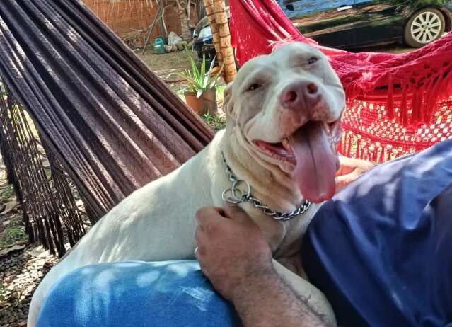 Amiga ajuda fam&iacute;lia a encontrar pitbull que estava em casa de vizinha