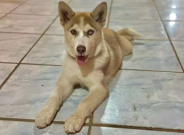 C&atilde;o de apoio a crian&ccedil;a autista desaparece e fam&iacute;lia oferece R$ 500 de recompensa