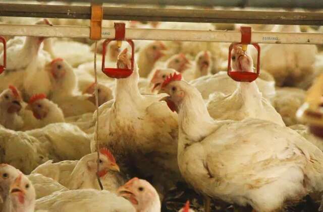 Brasil tem a partir de hoje 28 dias para se livrar de gripe avi&aacute;ria
