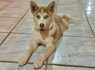 C&atilde;o de apoio a crian&ccedil;a autista desaparece e fam&iacute;lia oferece R$ 500 de recompensa