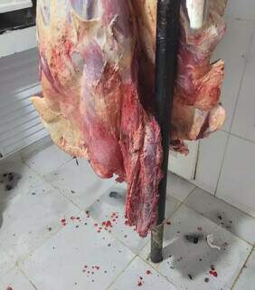 Abate clandestino de animais doentes fornecia 2 toneladas de carne a a&ccedil;ougue